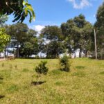IMG-20250605-WA0037