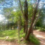 IMG-20250605-WA0049